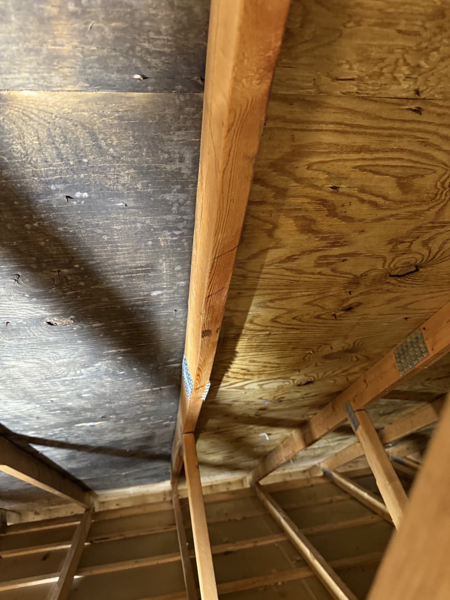 Mold Removal